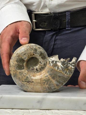 Ammoniet - Gefossiliseerd dier - Argonauticas besairiei on