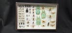 French and others antique insects ex Berger collection - -