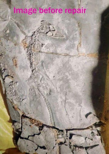 Niveau van de museumcollectie - Gefossiliseerd dier -