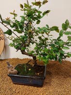 Sageretia bonsai (Sageretia theezans) - Hoogte (boom): 35 cm