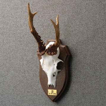 Reebok Gewei Taxidermie Opgezette Dieren By Max, Ophalen of Verzenden, Nieuw, Wild dier, Opgezet dier