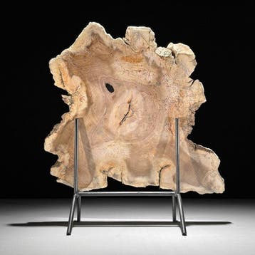 C - Magnifique tranche de bois pétrifié sur un socle