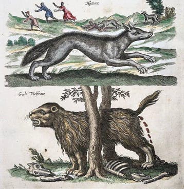 Matthäus Merian (1593-1650) - Folio: Wolf, Hyena, Wolverine