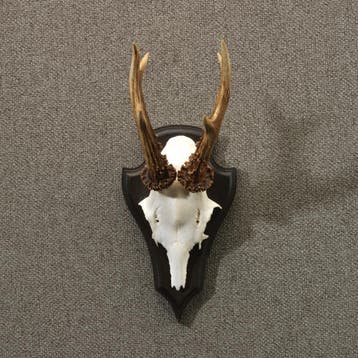 Reebok Gewei Taxidermie Opgezette Dieren By Max, Ophalen of Verzenden, Nieuw, Wild dier, Opgezet dier