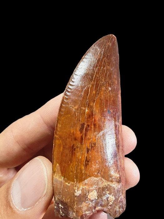 Spectaculair dinosaurus-tand - Fossiele tand -, Verzamelen, Mineralen en Fossielen