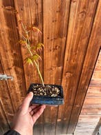 Japanese maple bonsai (Acer palmatum) - Hauteur (arbre) : 22