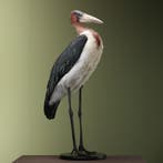 Afrikaanse Maraboe Taxidermie Opgezette Dieren By Max, Verzamelen, Ophalen of Verzenden, Nieuw, Vogel, Opgezet dier