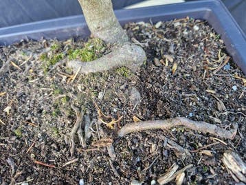 Esdoorn - Hoogte (boom): 43 cm - Diepte (boom): 42 cm -