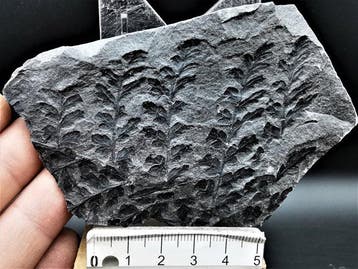 Varen - Gefossiliseerde plant - Mariopteris acuta Brongniart