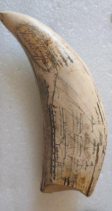 Walvis Tand - REPLICA-Physeter macrocephalus - 16 cm - 6 cm