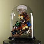 Vlinders in Stolp Taxidermie Opgezette Dieren By Max, Ophalen of Verzenden, Opgezet dier