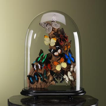 Vlinders in Stolp Taxidermie Opgezette Dieren By Max, Verzamelen, Ophalen of Verzenden, Nieuw, Insect, Opgezet dier