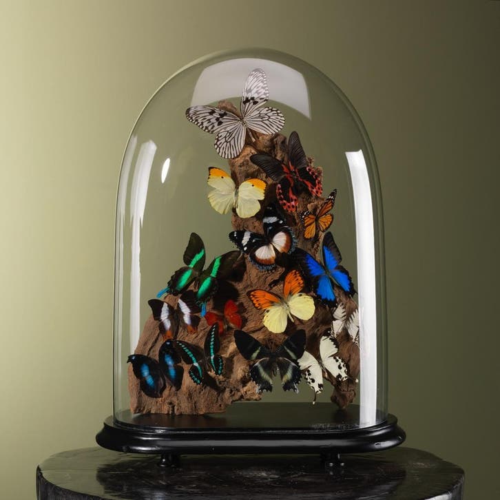 Vlinders in Stolp Taxidermie Opgezette Dieren By Max, Collections, Collections Animaux, Enlèvement ou Envoi