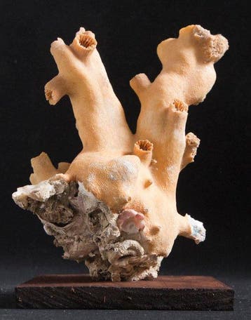koraaloranje Taxidermie volledige montage - Dendrophyllia
