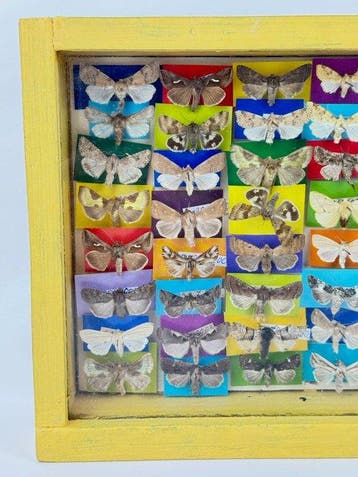 Décoration murale - Collection de papillons sous verre dans, Antiquités & Art
