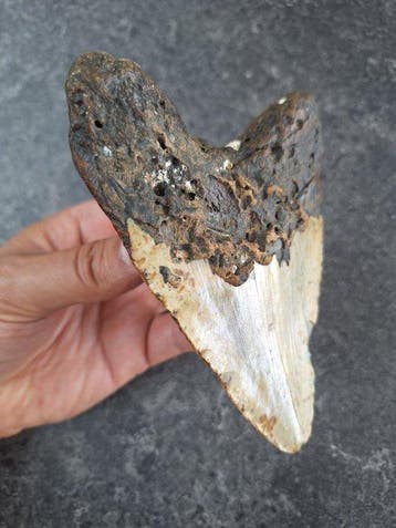 Mégalodon - Dent fossile - 13.4 cm - 10 cm