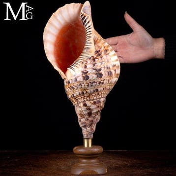 Schelpen van het geslacht Charonia - Elegant houten en
