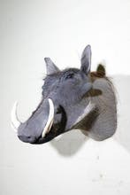 Large African Warthog Schedel - Phacochoerus africanus - 48, Verzamelen, Dierenverzamelingen, Nieuw