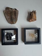 Dent fossile - COLLECTION Mammoth hair, molar, deer molar,, Collections