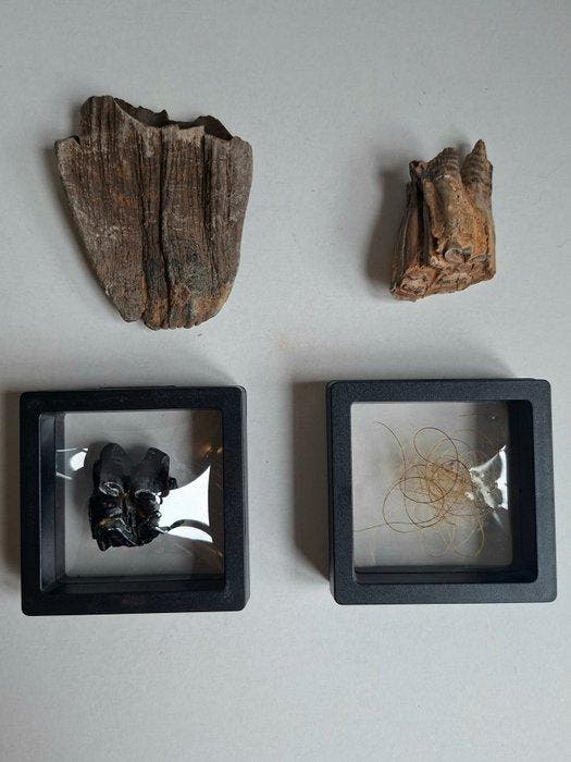 Dent fossile - COLLECTION Mammoth hair, molar, deer molar,, Collections, Minéraux & Fossiles