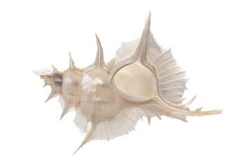 Alabaster murex $$$ EXTREEM GROOT $$$ Skelet - Siratus