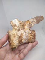 Fossiel bot - Vértebra caudal dinossauro (Zonder