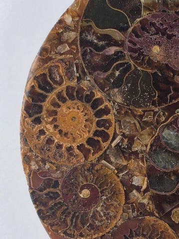 Ammoniet - Gefossiliseerd dier - Aioloceras (Cleoniceras)