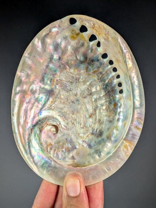 Prachtige abalone schelp, gepolijst parelmoer. Zeeschelp -, Collections, Collections Animaux