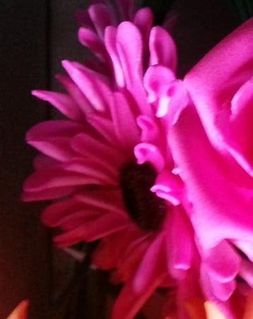 Aster Gerbera Neon Pink Foambloem Doos 30 stuks, Nieuw