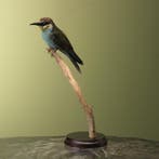 Europese Bijeneter Taxidermie Opgezette Dieren By Max, Ophalen of Verzenden, Opgezet dier