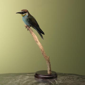 Europese Bijeneter Taxidermie Opgezette Dieren By Max, Ophalen of Verzenden, Nieuw, Vogel, Opgezet dier
