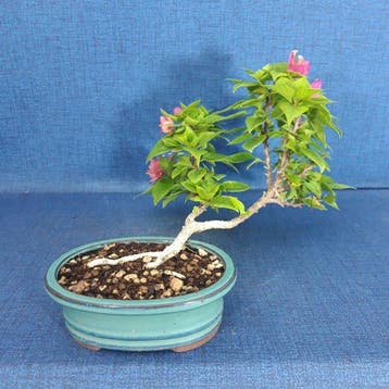 Bonsaï Bougainvillier (Bougainvillea glabra) - Hauteur