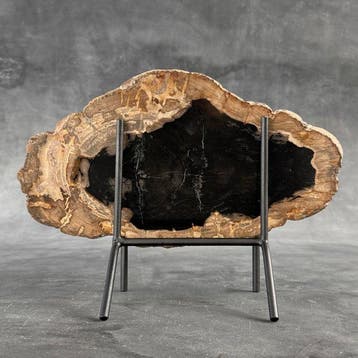 Magnifique tranche de bois pétrifié sur un socle