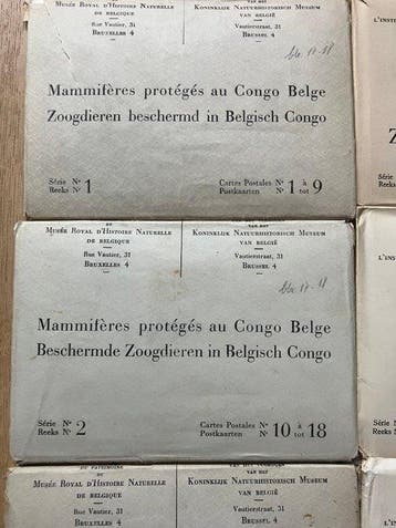 België - Dieren, Afrika, Diversen, Birds - Congo Belge -, Gelopen