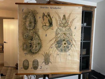 Grote schoolplaat van een huisstofmijt, Pfurtscheller -, Antiquités & Art