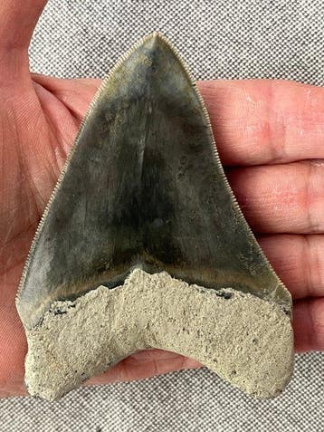 Megalodon-tand 9,7 cm - Fossiele tand - Carcharocles