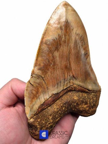 Enorme 14 cm Megalodon-tand van edelsteenkwaliteit uit een, Verzamelen