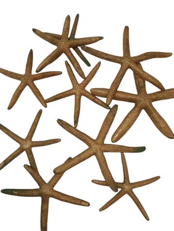 Zeester Finger Starfish 10-15 cm Goud 10 stuks, Nieuw