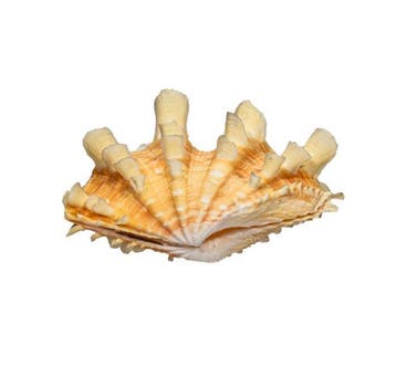 Exotische SchubbenRiesenmuschel (Tridacna squamosa) – 70 mm, Nieuw