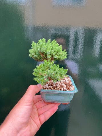 Jeneverbes bonsai (Juniperus) - Hoogte (boom): 13 cm -