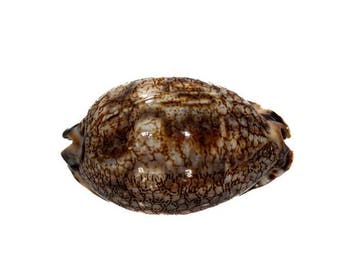 Spectaculair prachtstuk: De Mauritia arabica massauensis als, Nieuw