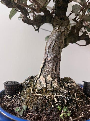 Olijfwilg Elaeagnus - Hoogte (boom): 30 cm - Diepte (boom):