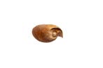 Giant baler of Boat shell Skelet - Cymbium cymbium - 0 mm -, Collections