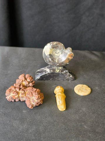 Gefossiliseerd dier - Fossil Collection – Ammonite,, Antiek en Kunst
