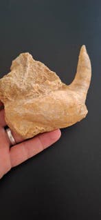 Chat à dents de sabre - Dent fossile - Enchodus - 10 cm, Collections