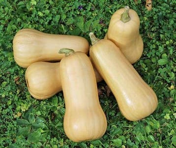 Butternut Early Nutter F1 flespompoen 50 zaden, Nieuw