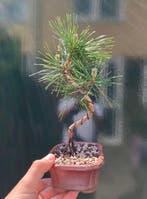 Den bonsai (Pinus) - Hoogte (boom): 22 cm - Diepte (boom):