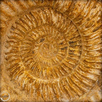 Magnifique ammonite naturelle de Madagascar – Un fossile de