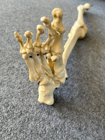 Anatomisch model (3) - Hars - 1850-1900 - Universiteit