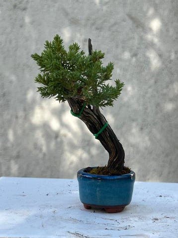 Jeneverbes bonsai (Juniperus) - Hoogte (boom): 12 cm -